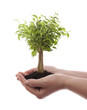 Hands holding green tree isolated on white