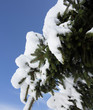 Fir