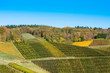 Weinberge