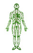 Human - tree 2