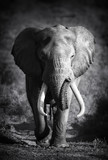 Elephant Bull (Artistic processing) - Fine Art prints