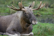 bull elk resting on the meadow