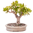 Crassula ovata als Bonsai Baum