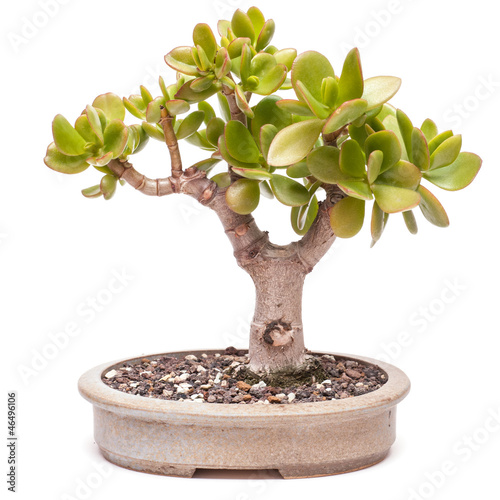 Photo: Crassula ovata als Bonsai Baum Crassula ovata als Bonsai Baum