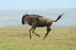 Gnu in corsa