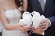 Two white doves.Wedding