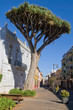Dragon Tree in La Laguna