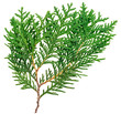 Photo: Thuja twig isolated on white, closeup view Thuja twig isolated on white, closeup view