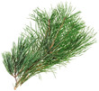 Photo: Evergreen pine twig isolated on white, closeup view Evergreen pine twig isolated on white, closeup view