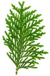 Thuja twig isolated on white, closeup view