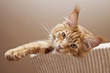 Maine Coon Kitten