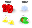 blood cells. Vector