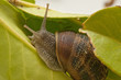 snail on the sheet