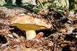boletus