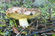 boletus