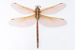 Brown Dragonfly