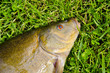 big tench head and eye on grass after fishing