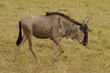 Gnu