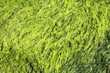 Green seaweed background