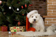 West haigland white terrier with christmass-tree decorations.