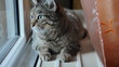 Hauskatze auf der Heizung