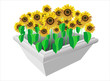 sunflowers in flower pots over white background
