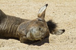 Photo: funny horse funny horse