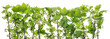 Currant flowers branches