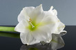 white amaryllis
