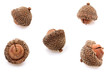 Photo: Group of individual acorns over white. Group of individual acorns over white.