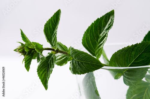 Photo: Mint leaves Mint leaves
