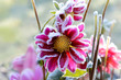 Photo: Blumen 255 Blumen 255