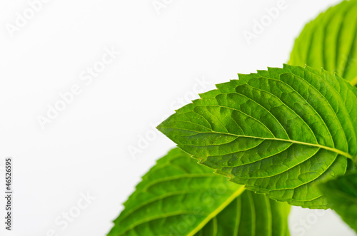 Photo: Mint leaves Mint leaves