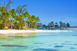 seacoast with palm trees
