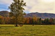 Horses of Cades Cove