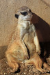 TIERE_0047_Erdmaennchen
