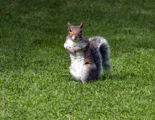 Photo: Squirrel Squirrel