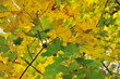 Autumn Maple Leaves