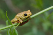 Yellow Frog