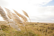 Dühne Strand Sonne