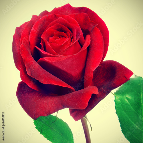 Photo: red rose red rose