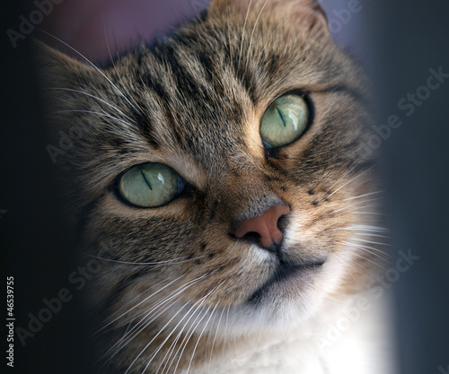 Photo: Cat Cat