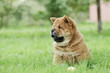 Llittle Chow chow  puppy portrait