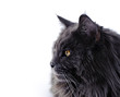 Maine Coon cat