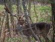 Photo: Fallow Deer Fallow Deer