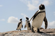 Boulders beach pinguins