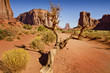 Photo: old tree in the desert old tree in the desert