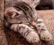 Beautiful Scottish young cat