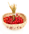 red berries of viburnum in basket isolated on white