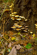 Candytuft fungi on a tree stump
